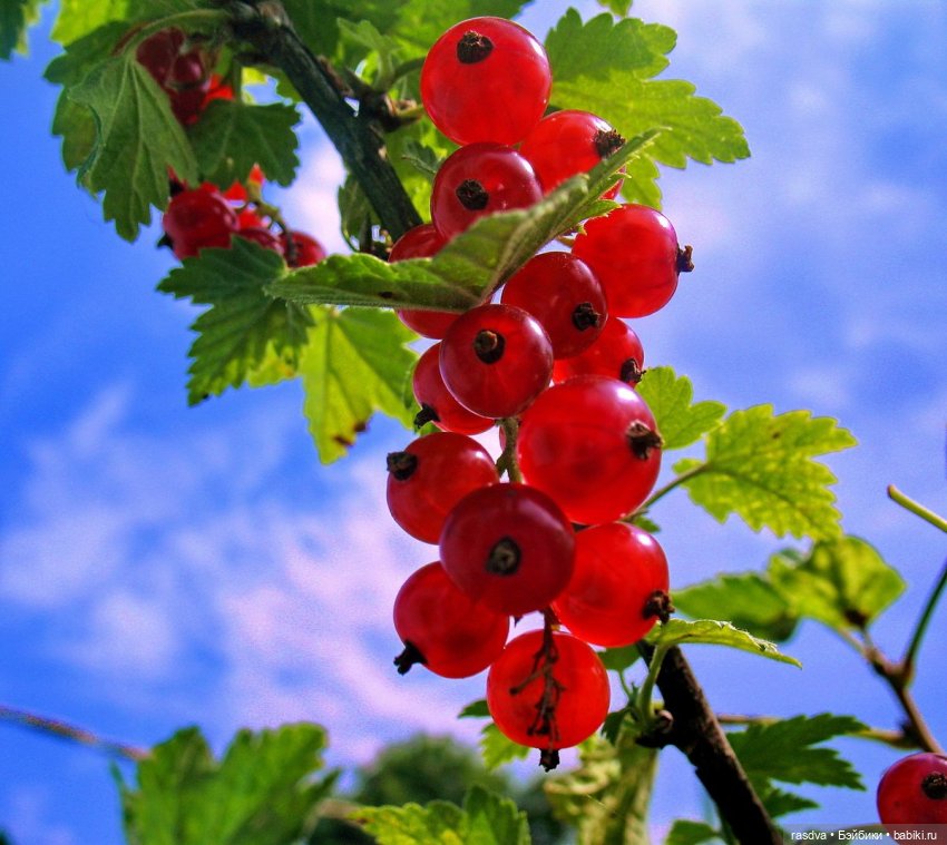 Бетти и смородина — Испанские куклы (разное): Vestida de Azul (фото 4)