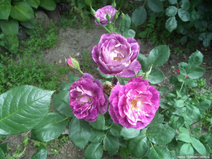 Бетти и смородина — Испанские куклы (разное): Vestida de Azul (фото 5)