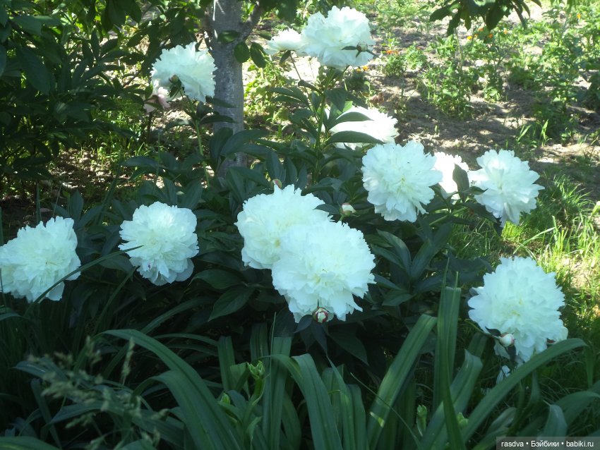 Бетти и смородина — Испанские куклы (разное): Vestida de Azul (фото 7)