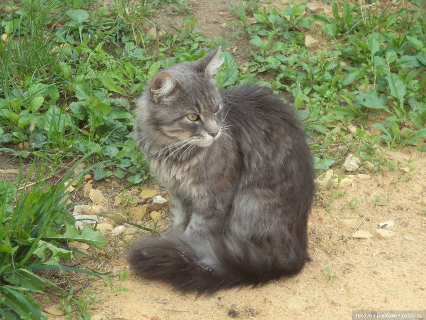 Незваный гость — Испанские куклы (разное): Vestida de Azul (фото 3)