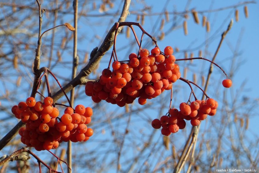 Бетти и белка — Испанские куклы (разное): Vestida de Azul (фото 3)