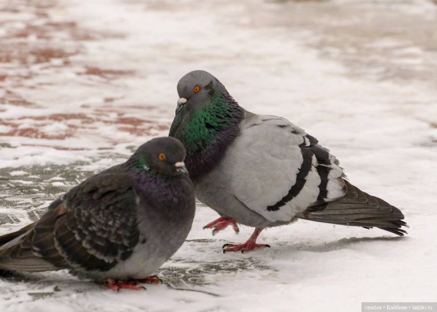 Катюша — Игровые куклы разных производителей (Разное): редкие бренды (фото 5)