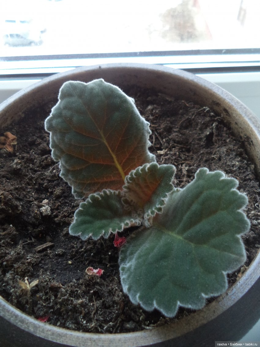 Катюша — Игровые куклы разных производителей (Разное): редкие бренды (фото 2)