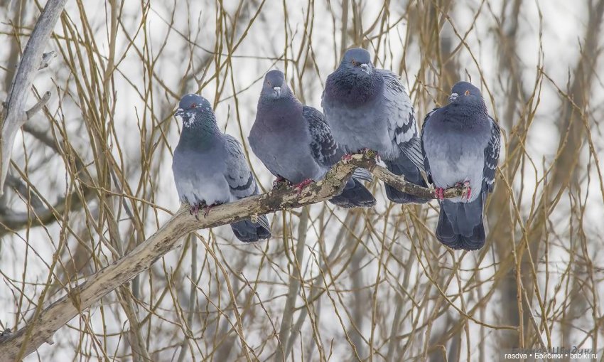 Катюша — Игровые куклы разных производителей (Разное): редкие бренды (фото 6)