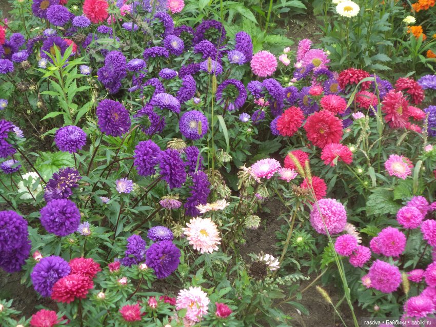 В ожидании цветов весны — Испанские куклы (разное): Vestida de Azul (фото 6)