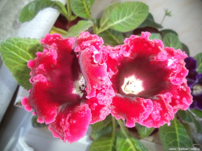 Про глоксинию — Испанские куклы (разное): Vestida de Azul (фото 5)