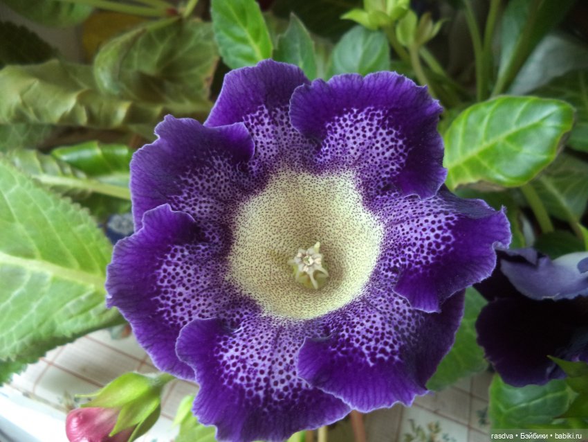 Про глоксинию — Испанские куклы (разное): Vestida de Azul