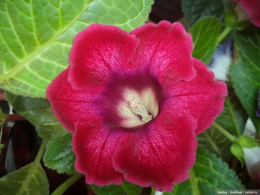 Про глоксинию — Испанские куклы (разное): Vestida de Azul (фото 6)
