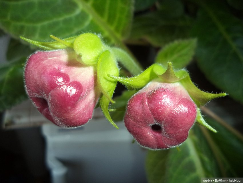 Про глоксинию — Испанские куклы (разное): Vestida de Azul (фото 2)