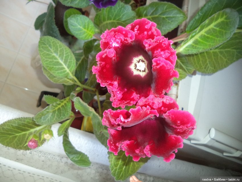 Про глоксинию — Испанские куклы (разное): Vestida de Azul (фото 4)