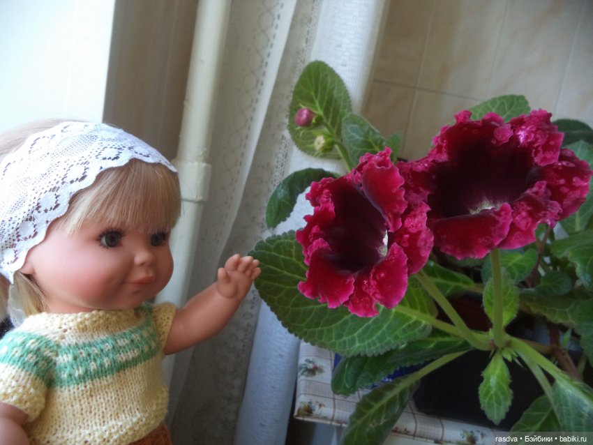 Про глоксинию — Испанские куклы (разное): Vestida de Azul (фото 3)