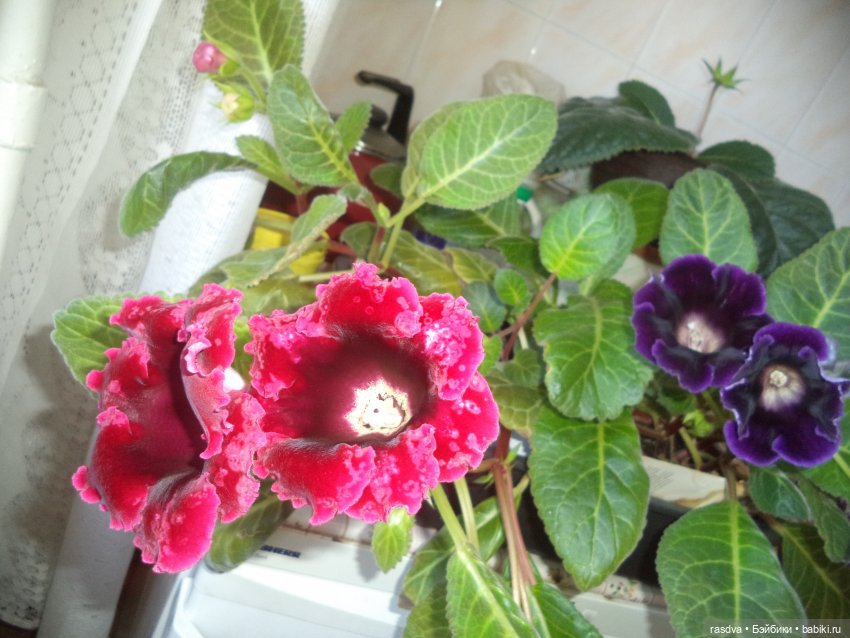 Про глоксинию — Испанские куклы (разное): Vestida de Azul