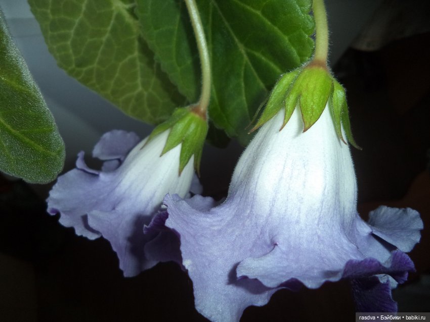 Про глоксинию — Испанские куклы (разное): Vestida de Azul (фото 8)