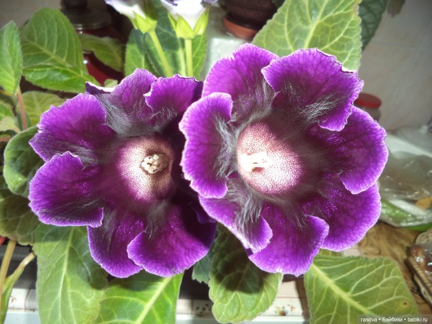 Про глоксинию — Испанские куклы (разное): Vestida de Azul (фото 10)