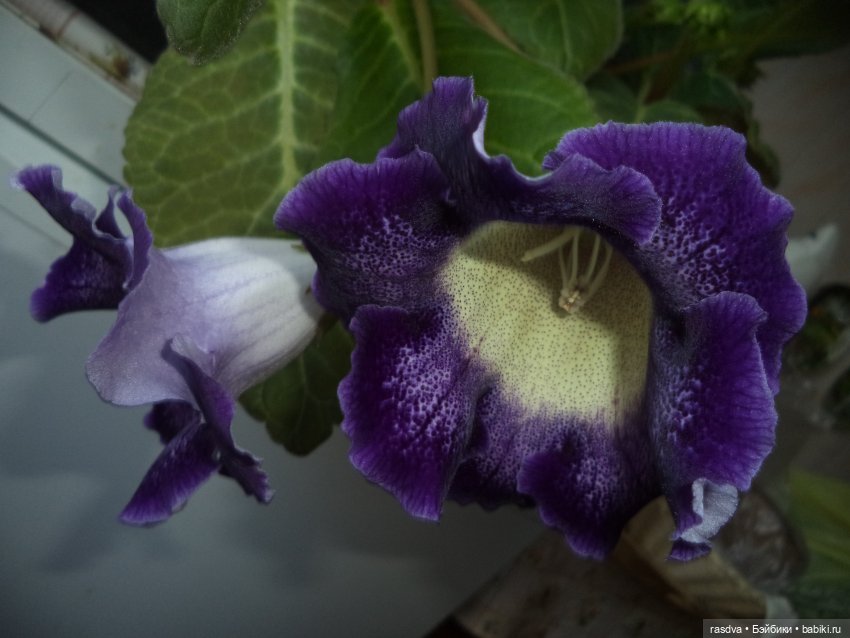 Про глоксинию — Испанские куклы (разное): Vestida de Azul (фото 7)