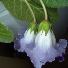 Про глоксинию