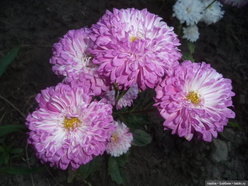 Про травинки — Испанские куклы (разное): Vestida de Azul (фото 4)