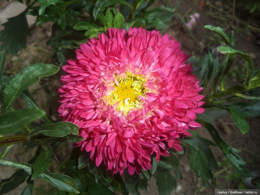 Про травинки — Испанские куклы (разное): Vestida de Azul (фото 7)