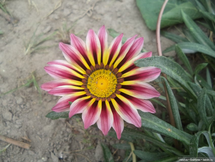 Про травинки — Испанские куклы (разное): Vestida de Azul