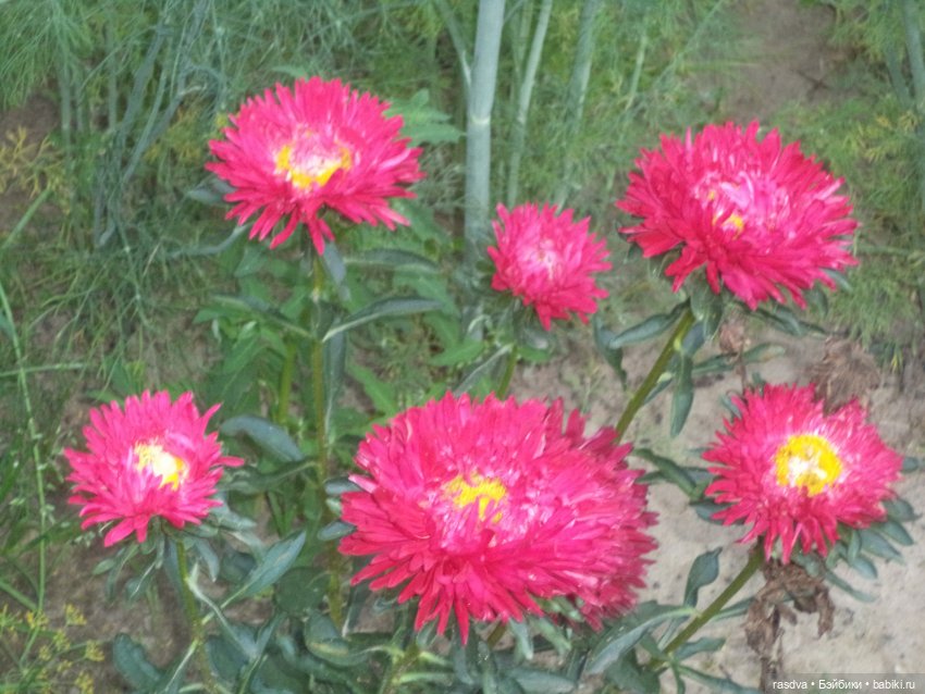 Про травинки — Испанские куклы (разное): Vestida de Azul (фото 5)