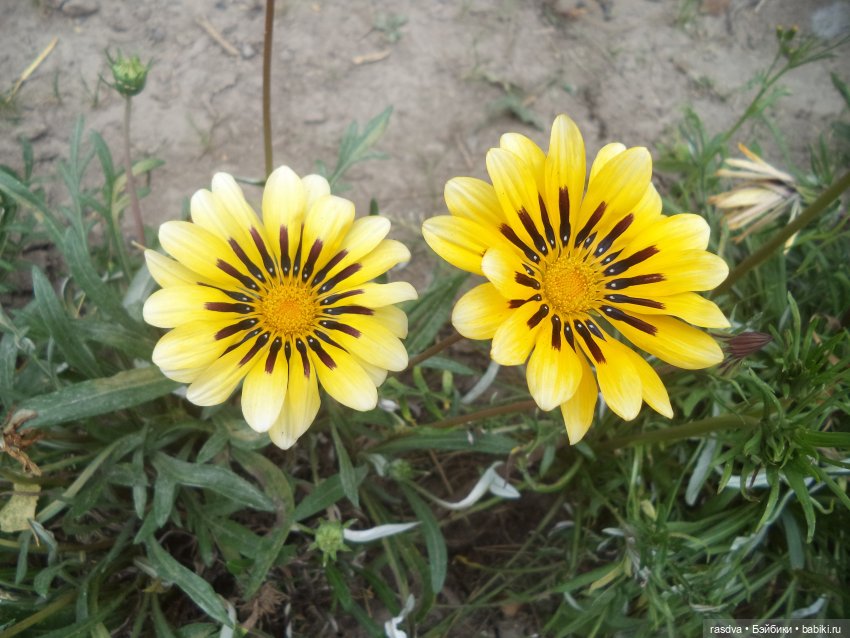 Про травинки — Испанские куклы (разное): Vestida de Azul