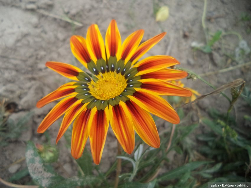 Про травинки — Испанские куклы (разное): Vestida de Azul