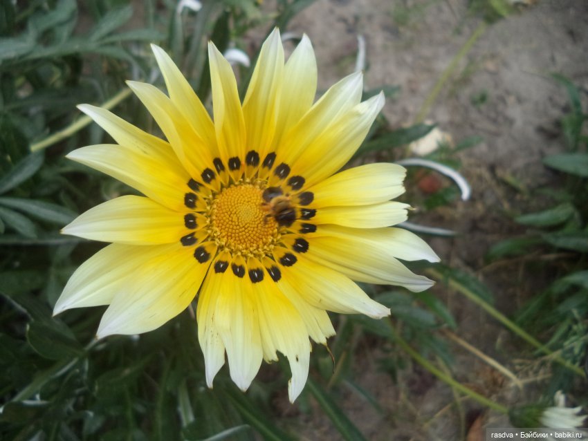 Про травинки — Испанские куклы (разное): Vestida de Azul