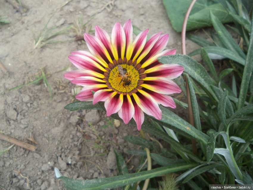 Про травинки — Испанские куклы (разное): Vestida de Azul