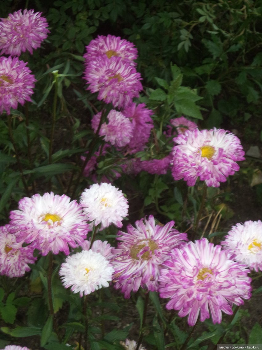 Про травинки — Испанские куклы (разное): Vestida de Azul (фото 6)