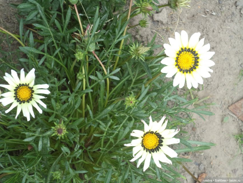 Про травинки — Испанские куклы (разное): Vestida de Azul