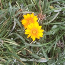 Про травинки