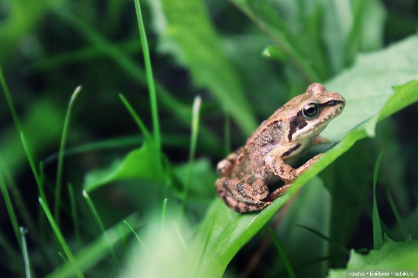 Бетти и рыбки — Испанские куклы (разное): Vestida de Azul