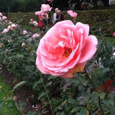 Ура, конец Лидочке намбер один- радостный