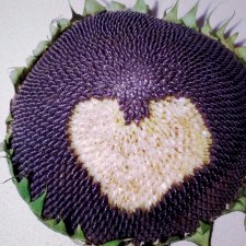 Прощай, мой Диего