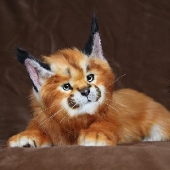 Реалистичная мягкая игрушка котенок каракала