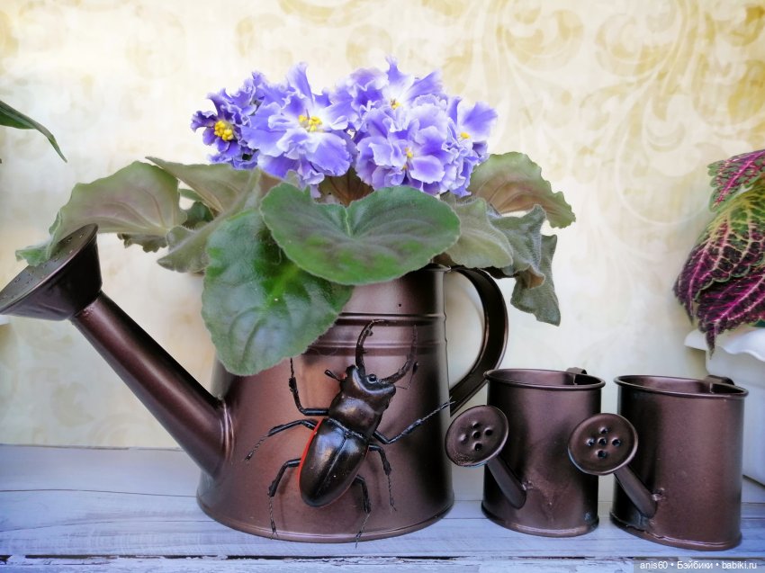 Котя и Жук — Фотоистории с куклами BJD (БЖД): сериалы (фото 8)