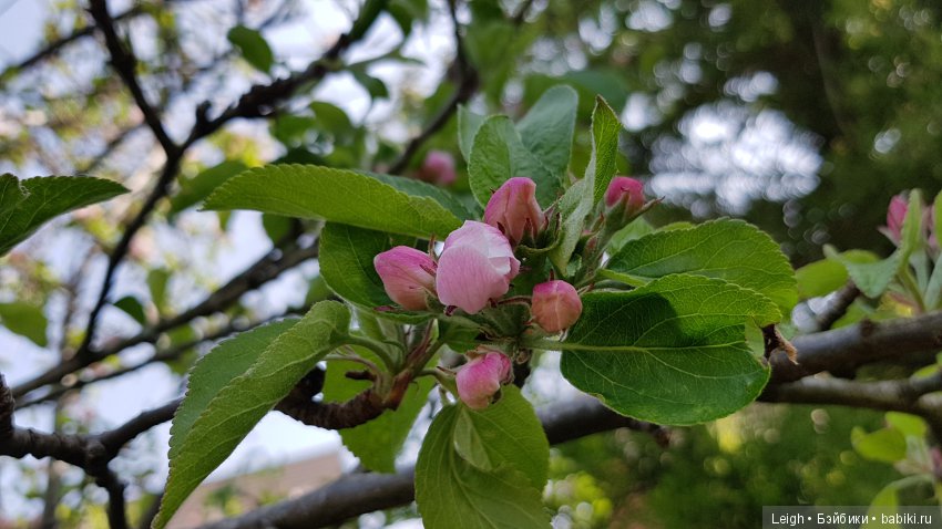 Мои пятидесятницы и не только (фото 3)