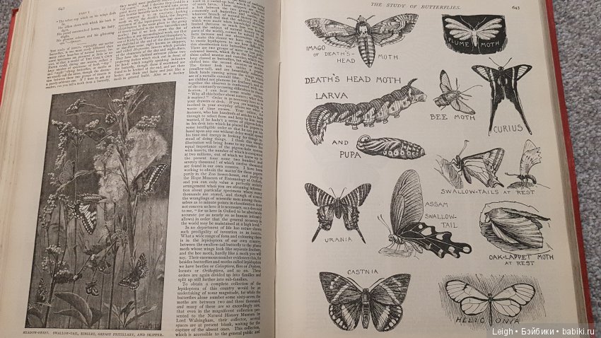 Викторианские Чудачества - на примере прессы XIX века