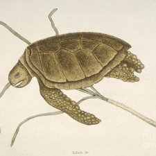 Псевдо-Черепаховый Суп, рецептики старой доброй Англии 18 века.