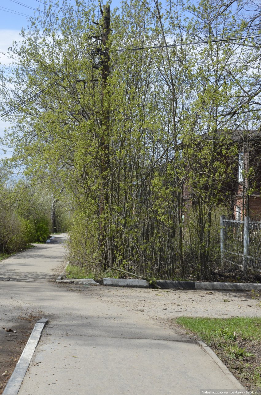 Тихая улочка — Куклы Nikki Britt (Никки Бритт): авторские BJD (БЖД)