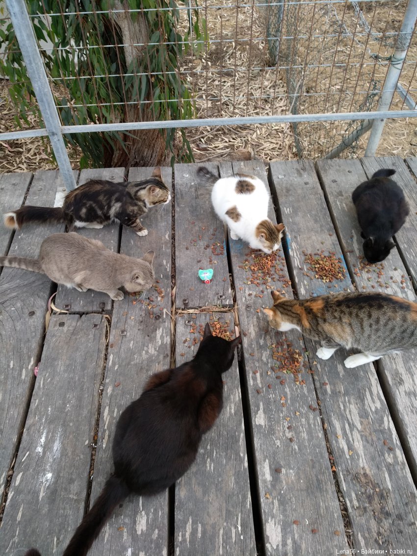 Путешествие кота Вуду — Туризм и путешествия: фотоотчеты из поездок (фото 3)