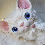 Котик Девон Рекс ищет дом! ♥