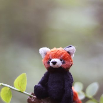 Красная панда или даже дикого зверя можно приручить