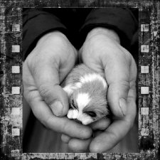 Фотоистория на стихи Марии Семеновой