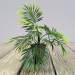 Пальма в кадке