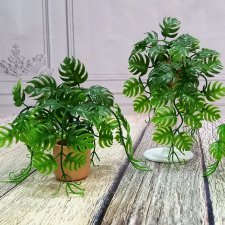 Монстера в горшке