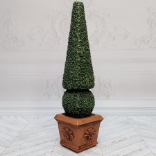 Дерево кипарис в кадке