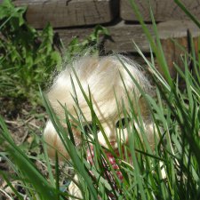 Ai-Ромашка и ее друзья.Роми-разведчик или первое путешествие в большой мир