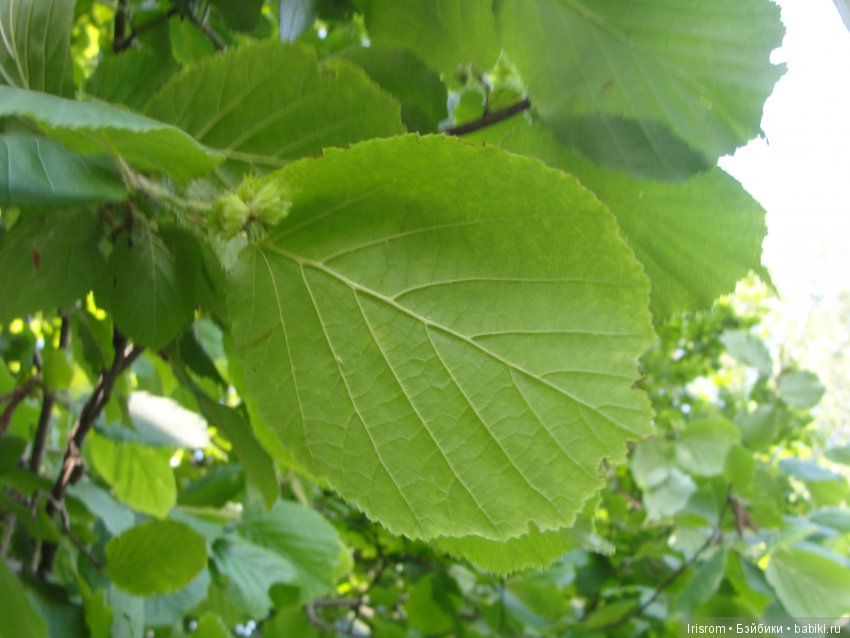 Ai-Ромашка и ее друзья.Репейник на рыбалке