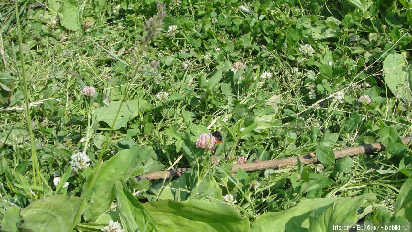 Ai-Ромашка и ее друзья.Репейник на рыбалке